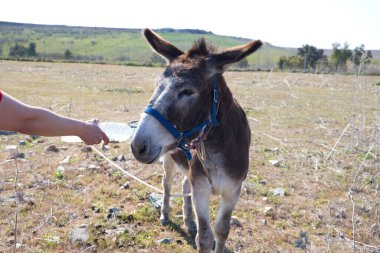 Kırsal kesimde kahverengi ve gri eşek. Ona içmesi için bir şişe su veren bir adam var. Eşeğin soyu tükenme tehlikesi var. Atlı hayvanlar ailesi Eşek, katır, at.