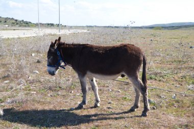 Kırsal kesimde kahverengi ve gri eşek. Eşeğin soyu tükenme tehlikesi var. Atlı hayvanlar ailesi Eşek, katır, at.