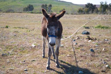 Kırsal kesimde kahverengi ve gri eşek. Eşeğin soyu tükenme tehlikesi var. Atlı hayvanlar ailesi Eşek, katır, at.