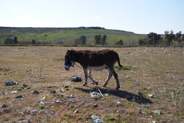 Brown and grey donkey in the countryside. The donkey is in danger of extinction. Family of equine animals donkey, mule, horse.