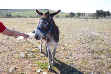 Kırsal kesimde kahverengi ve gri eşek. Ona içmesi için bir şişe su veren bir adam var. Eşeğin soyu tükenme tehlikesi var. Atlı hayvanlar ailesi Eşek, katır, at.