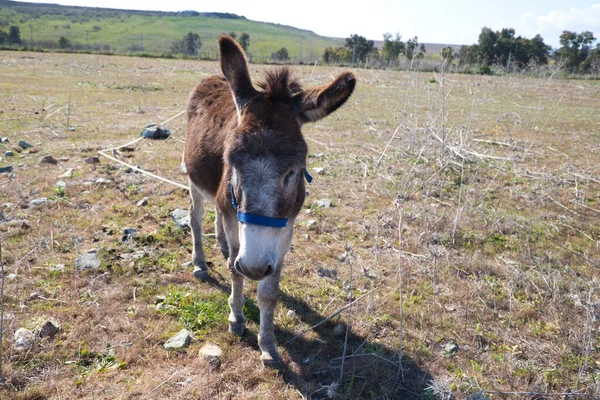 Brown and grey donkey in the countryside. The donkey is in danger of extinction. Family of equine animals donkey, mule, horse.