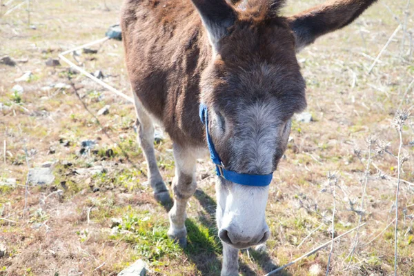 Brown and grey donkey in the countryside. The donkey is in danger of extinction. Family of equine animals donkey, mule, horse.