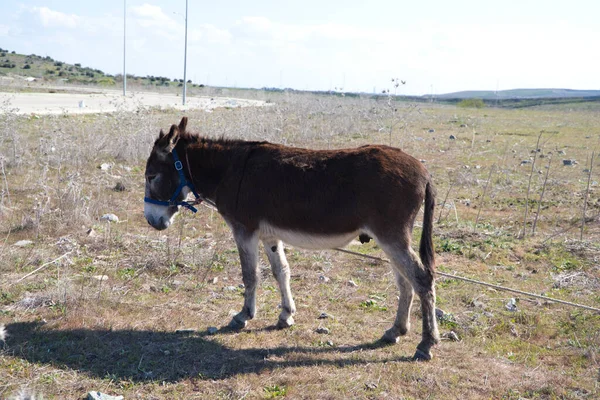 Brown and grey donkey in the countryside. The donkey is in danger of extinction. Family of equine animals donkey, mule, horse.