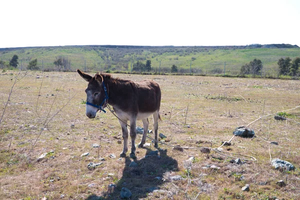 Brown and grey donkey in the countryside. The donkey is in danger of extinction. Family of equine animals donkey, mule, horse.