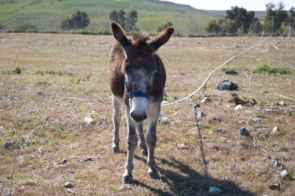 Brown and grey donkey in the countryside. The donkey is in danger of extinction. Family of equine animals donkey, mule, horse.