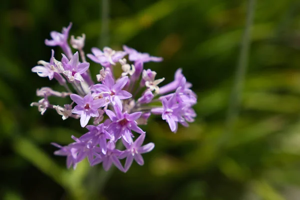 Purple flower in a big city park.