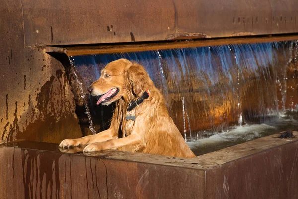 Brown golden retriever dog in a city fountain bathing due to high temperatures. Concept pets, animals, dogs, pet love, climate change.