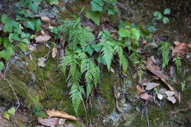 Ormandaki dikey bir duvarın taşları arasında büyüyen eğrelti otları, duvarda yosun ve sarmaşık ve kuru yapraklar var. Doğa ve çevre kavramı