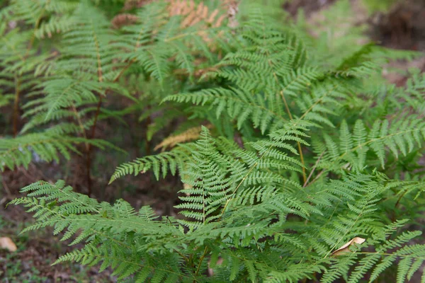 Varens Het Bos Herfst Een Grote Aanplant Van Varens — Stockfoto