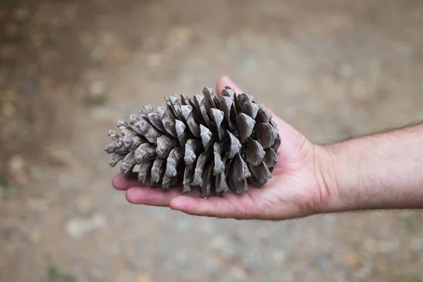 pine cone from a pine tree on the palm of a man\'s hand holding it horizontally.