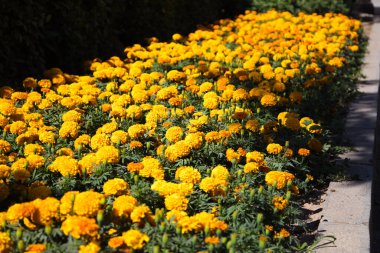 Büyük bir Avrupa şehrindeki bir bahçede bir grup sarı çiçek. Güneşte parlayan bir sürü çiçek var..