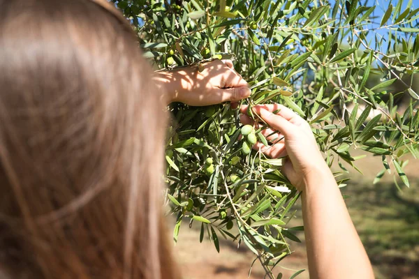 Woman\'s hands picking olives from an olive tree in Spain. Concept of sustainable and ecological agriculture.
