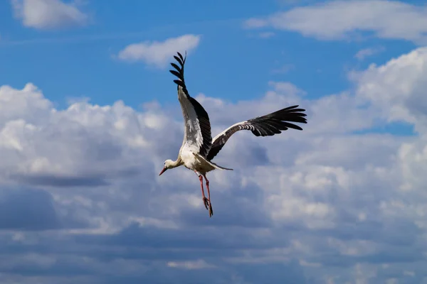Cegonha Branca Voando Com Céu Azul Ciconia Ciconia — Fotografia de Stock