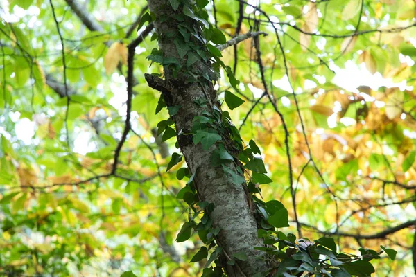 Tronco Árvore Que Trepadeiras Plantas Hera Subir Conceito Plantas Invasivas — Fotografia de Stock