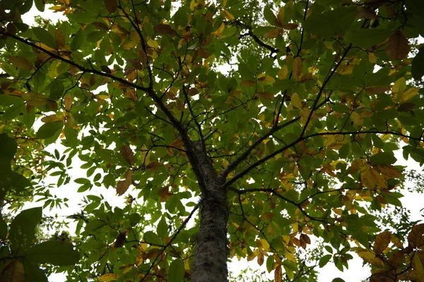 Ramo Castagno Con Foglie Colore Diverso Autunno Concetto Autunno Colori — Foto Stock