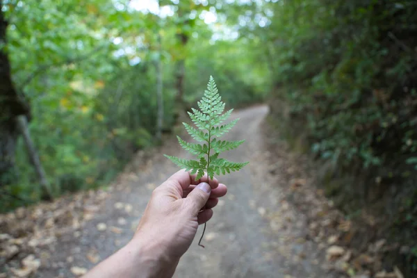 Handen Håller Ett Ormlöv Fokus Lövet Och Skogsstigen Bakgrunden — Stockfoto
