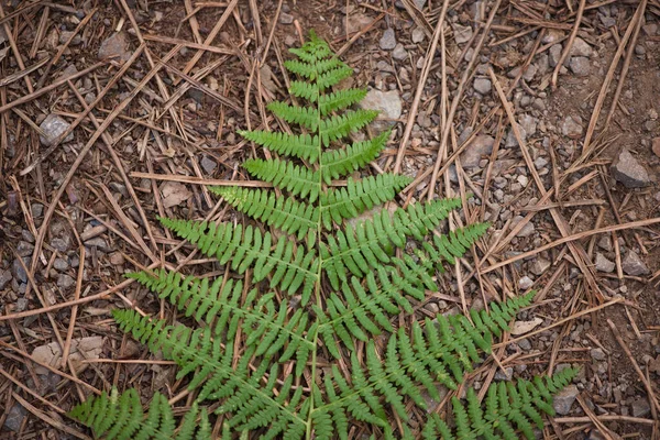 Ormbunksblad Marken Bakgrundstorkad Furu Marken Begreppet Natur Och Miljö — Stockfoto