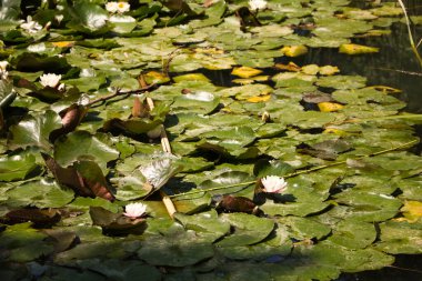 Doğal ortamlarda güzel çiçekler. Nehirde büyüyen güzel nilüferler.