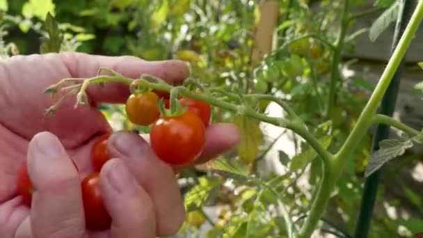 Mão Homem Escolhe Tomates Xerez Vermelho Arbusto Jardim Dia Ensolarado — Vídeo de Stock