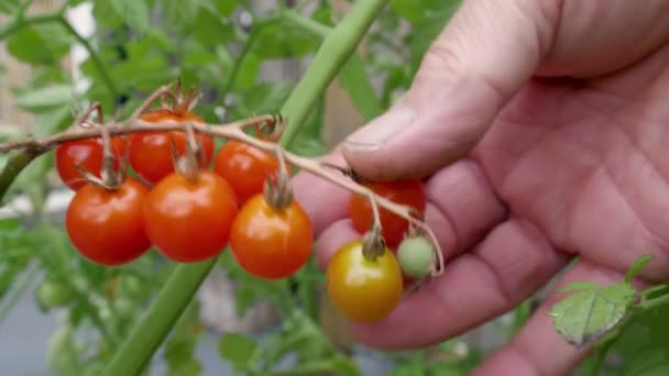 Male Hand Picks Ripe Red Sherry Tomatoes Bush Garden — Stock Video