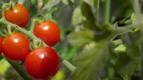 Ramo Tomates Rojos Maduros Arbusto Tomate Jardín Con Fondo Borroso — Vídeos de Stock