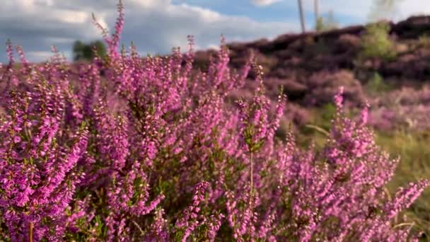 Blooming Heather Swaying Wind Blurred Background Meadow Cloudy Sky Close — Stock Video
