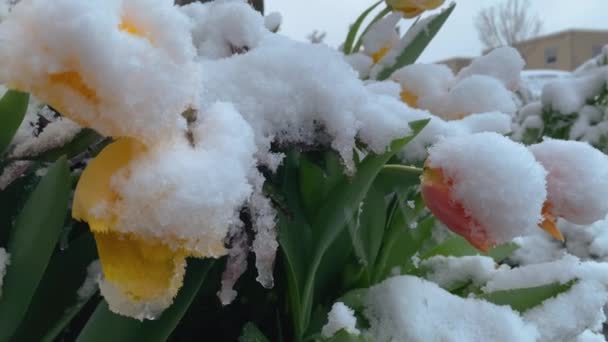 Bahçedeki Sarı Laleler Karla Kaplı Yakın Çekim — Stok video