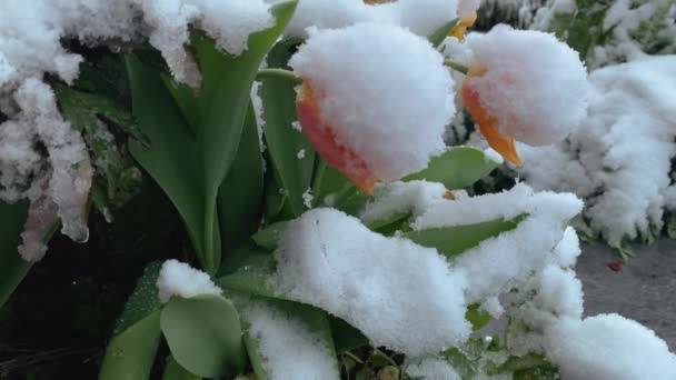 Цветущие Весенние Цветы Покрытые Неожиданным Снегом Тотти Выстрел Крупным Планом — стоковое видео