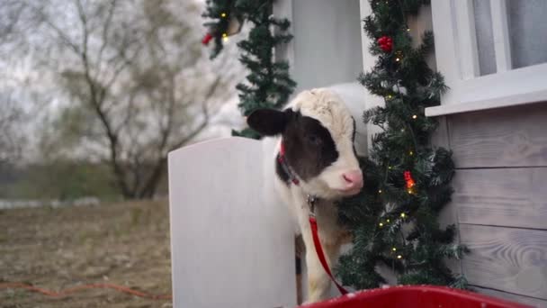 A small white and black bull with red leash walking on Christmas ranch. Slow motion — Stock Footage Small White Black Bull Red Leash Walking Christmas Ranch Slow Stock Video