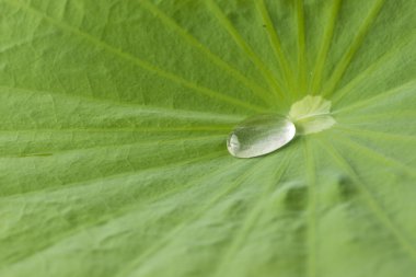 lotus yaprağı damla su kapatmak