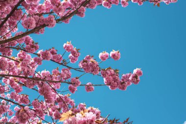 Bahar çiçeği arka planı. Çiçek açan ağaç ve güneş ışığıyla güzel bir sahne.