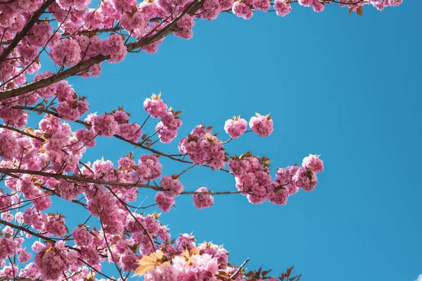 Bahar çiçeği arka planı. Çiçek açan ağaç ve güneş ışığıyla güzel bir sahne.