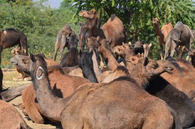 Pushkar Deve Fuarı 'nda satılık Dromedary.