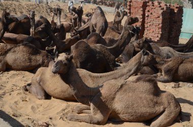 Pushkar Deve Fuarı 'nda satılık Dromedary.