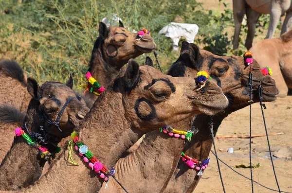 Lindo Dromedario Decorado Pushkar Camel Fair — Foto de Stock