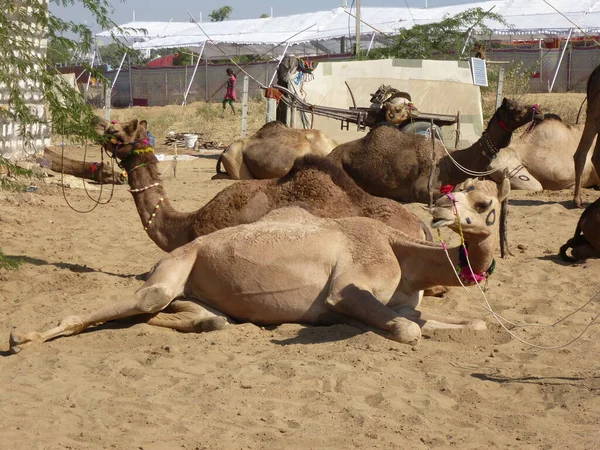 Schönes Dromedar Auf Der Kamelmesse Pushkar — Stockfoto