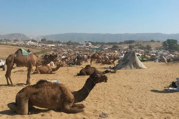 Kniendes Dromedar Zum Verkauf Auf Der Kamelmesse Pushkar — Stockfoto