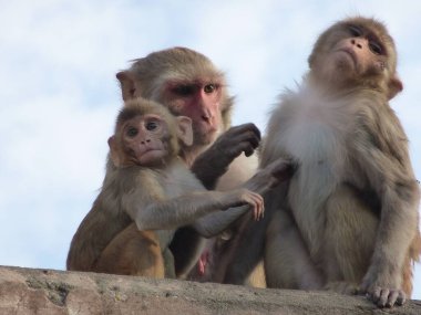 Rhesus makakları birbirlerini yiyorlar.