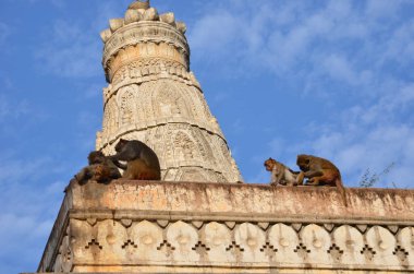 Rhesus Makakları bir tapınakta oynuyorlar.