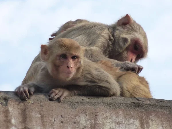 Les Macaques Rhésus Trompent — Photo