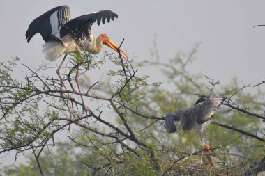 Keoladeo Gana NP 'de uçan leylek resmi.