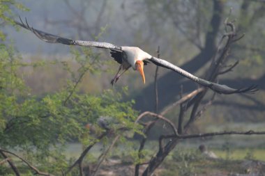 Keoladeo Gana NP 'de uçan leylek resmi.