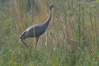 Genç saurus vinç Keoladeo Gana NP 'de