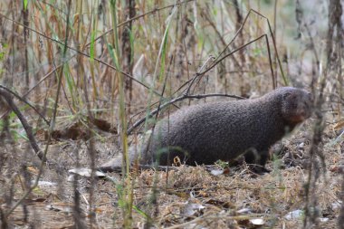 Ranthambhore NP 'da Hintli gri firavun faresi