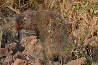 Ranthambhore NP 'da Hintli gri firavun faresi