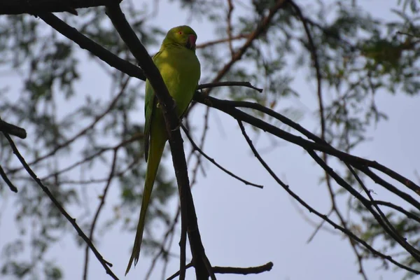 Rose Ringed Parakeet Sitting Tree — Foto Stock