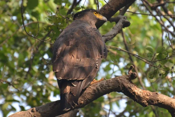 クレストヘビワシ Keoladeo Ghana — ストック写真