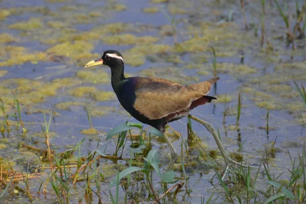 Jacana Alada Bronce Parque Nacional Keoladeo Ghana — Foto de Stock