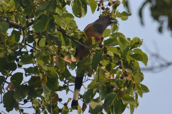 Rufous Treepie Keoladeo Ghana — Stockfoto